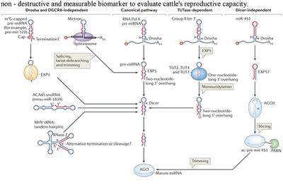 MicroRNAome: Potential and Veritable Immunomolecular Therapeutic and Diagnostic Baseline for Lingering Bovine Endometritis